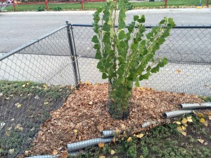 New corner flowerbed already mulched for winter