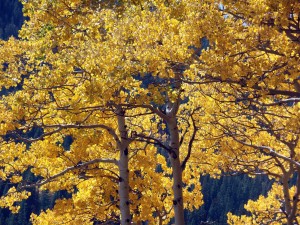 Gold Aspen along Handcart Gulch