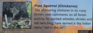 Pine squirrel info