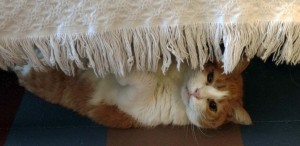 Velvet playing under the sofa