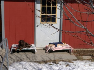 Jo and Blondie enjoy a warm day