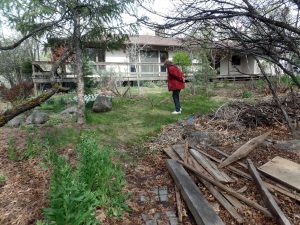 Back yard needed cleaning and pruning