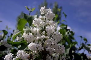 White lilac flowering for the first time