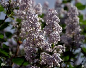 Traditional Oregon Blue lilac near the garage