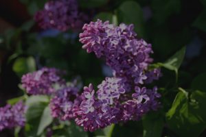 Dark lilac is also blooming