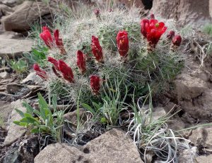 Cactus blooming, Wild Horse Mesa, May 16, 2016