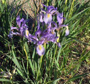 Clump of wild iris along roadway