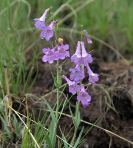 Wildflowers drip with recent rain