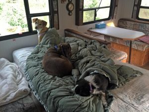 Our three dogs resting in The Box RV trailer