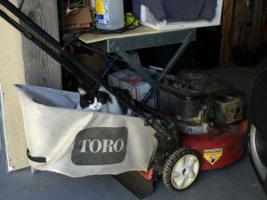 Gwyneth sleeping on the lawn mover's catch bag