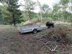 Clearing brush and piling logs for firewood is our major routine at The Lot