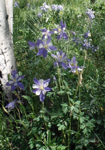 Blue Columbine, the state flower, were blooming in profusion