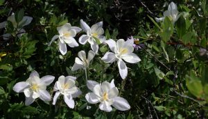 White Columbine along the trail