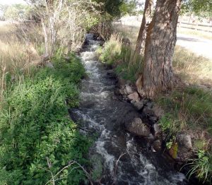 Stream on Grandma House lot