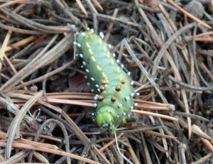 Pine floor caterpillar 