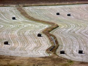 Fresh baled hay