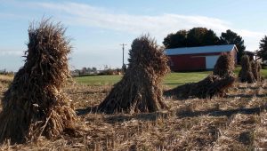 Shocks of corn in a field