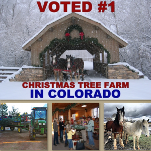 Covered Bridge Tree farm, Montrose,Colorado