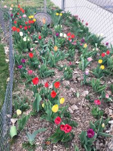 Tulip bed in bloom