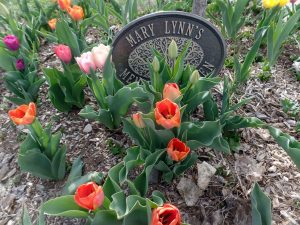 Tulips blooming 