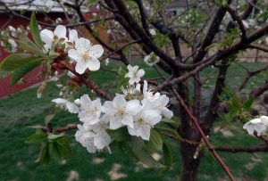 Cherry blossoms