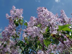 Bblooming lilacs