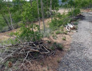 Piles of brush along driveway.;