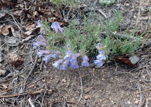 flowers near ground