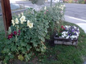 Flowers on a corner